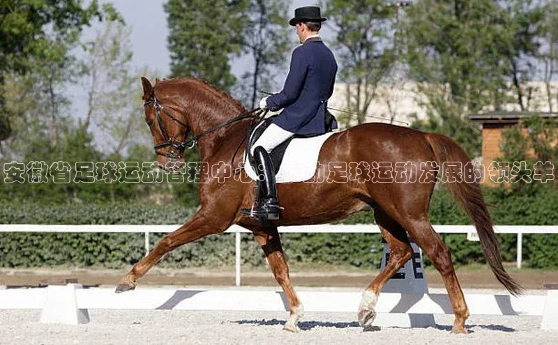 人人体育app直播下载宇信科技安徽省足球运动管理中心：推动足球运动发展的领头羊